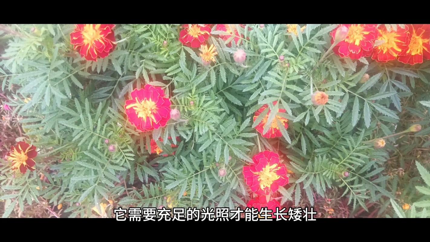孔雀草怎么养？孔雀草怎么养到第二年？-第5张图片-优品飞百科