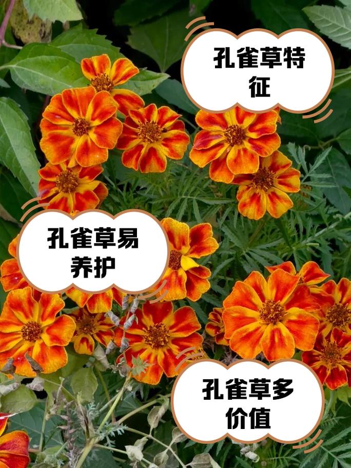孔雀草怎么养？孔雀草怎么养到第二年？-第6张图片-优品飞百科
