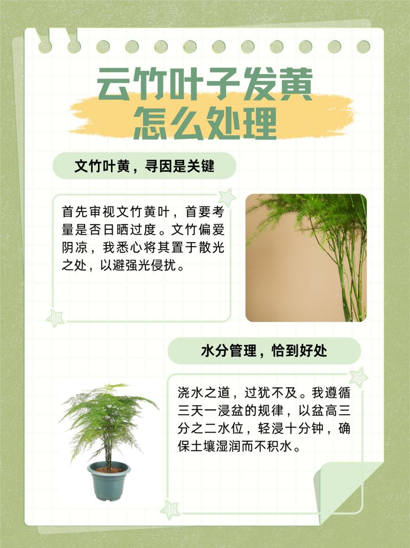 文竹黄叶了怎么修剪，文竹黄叶怎么挽救-第1张图片-优品飞百科