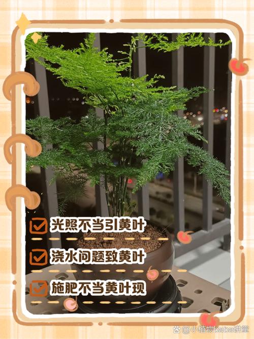 文竹黄叶了怎么修剪，文竹黄叶怎么挽救-第2张图片-优品飞百科