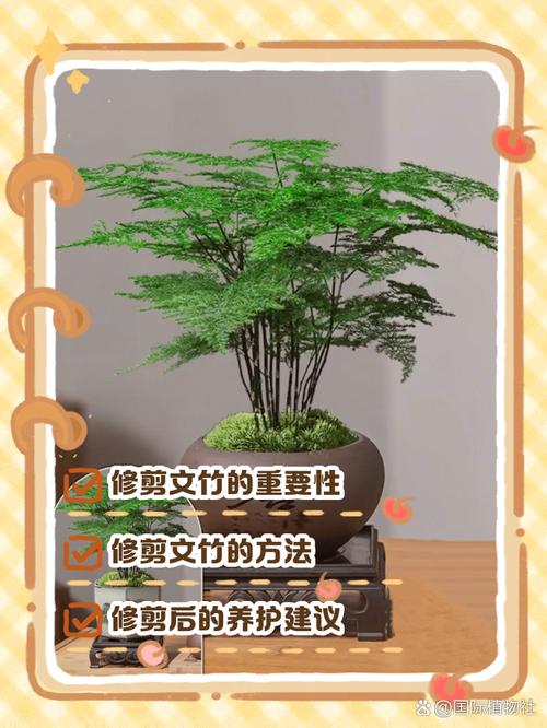 文竹黄叶了怎么修剪，文竹黄叶怎么挽救-第3张图片-优品飞百科