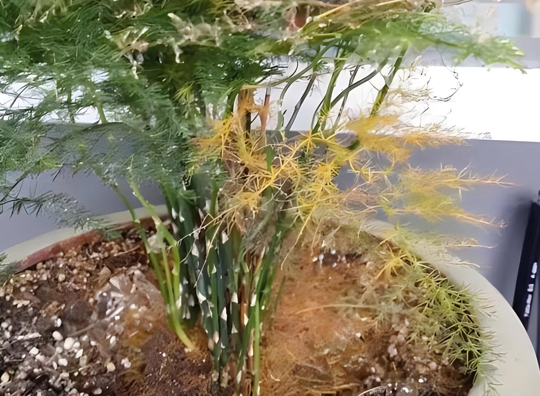 文竹黄叶了怎么修剪，文竹黄叶怎么挽救-第4张图片-优品飞百科