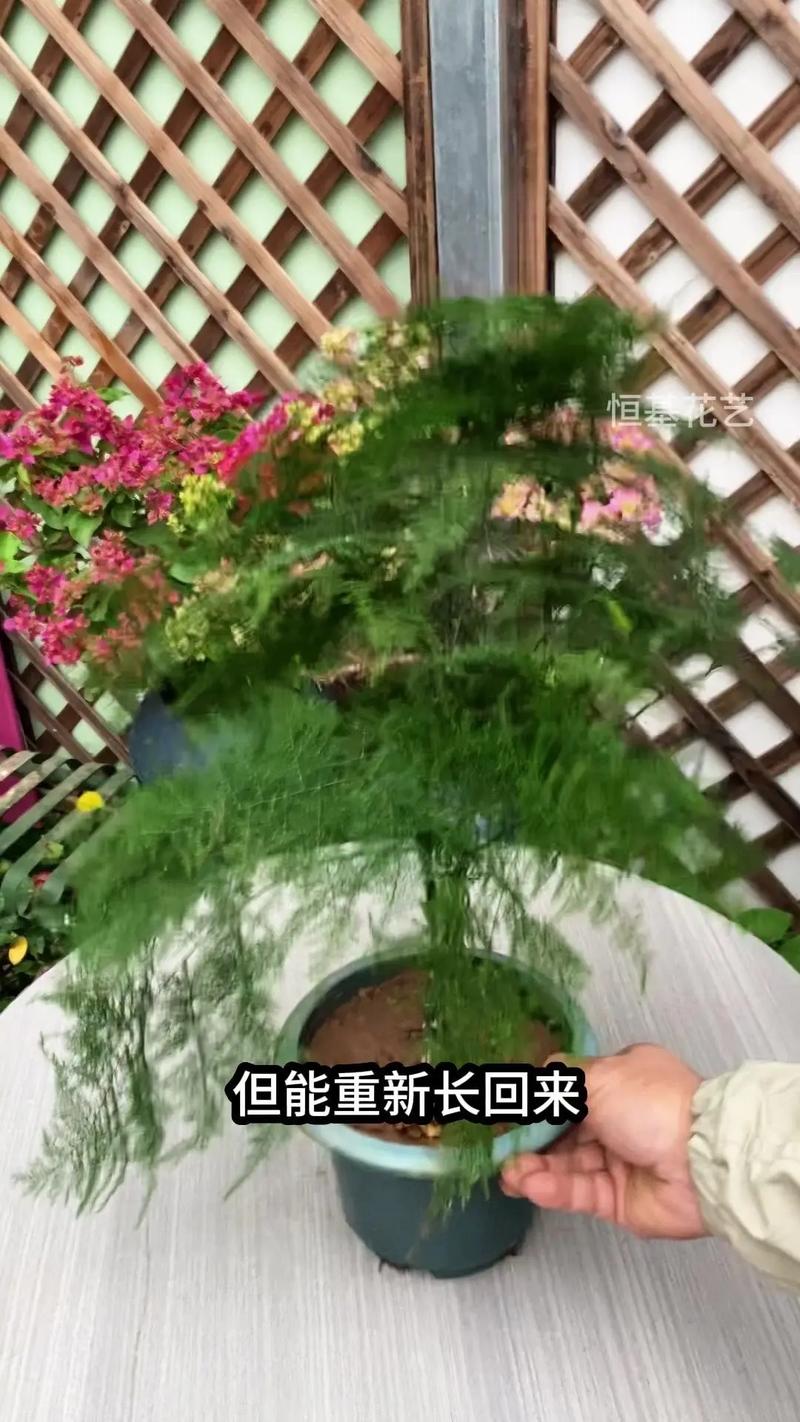 文竹黄叶了怎么修剪，文竹黄叶怎么挽救-第5张图片-优品飞百科