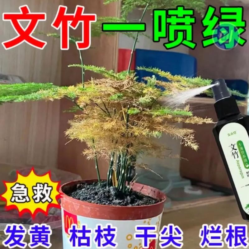 文竹黄叶了怎么修剪，文竹黄叶怎么挽救-第6张图片-优品飞百科