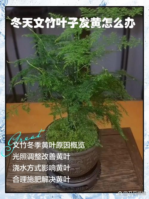 文竹黄叶了怎么修剪，文竹黄叶怎么挽救-第7张图片-优品飞百科