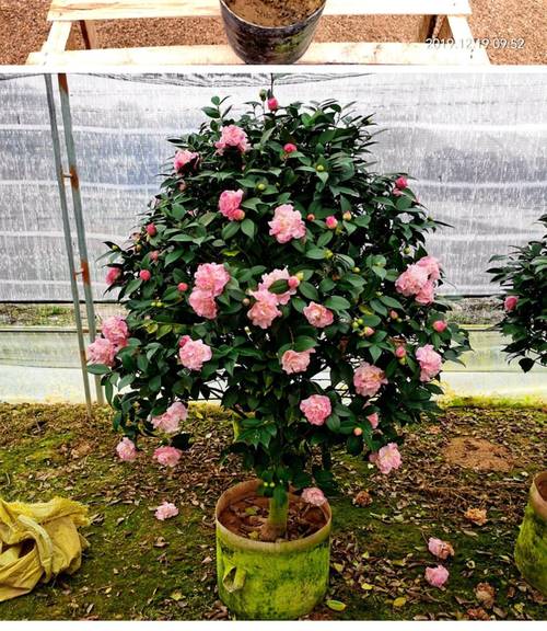 小茶花怎么养殖？茶花怎么养殖才长得快又粗又大？-第3张图片-优品飞百科