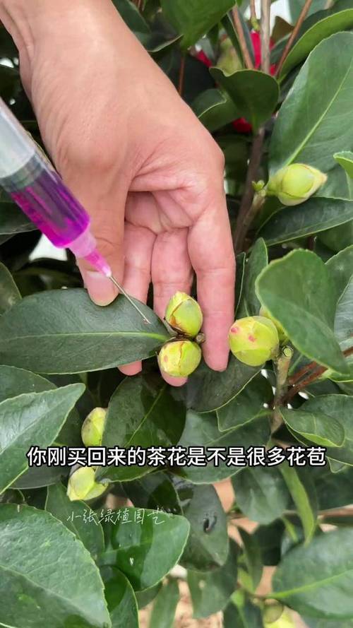 小茶花怎么养殖？茶花怎么养殖才长得快又粗又大？-第4张图片-优品飞百科