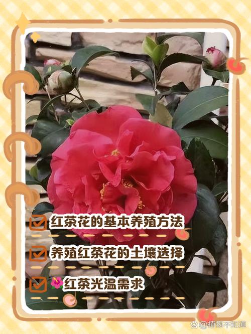 小茶花怎么养殖？茶花怎么养殖才长得快又粗又大？-第5张图片-优品飞百科