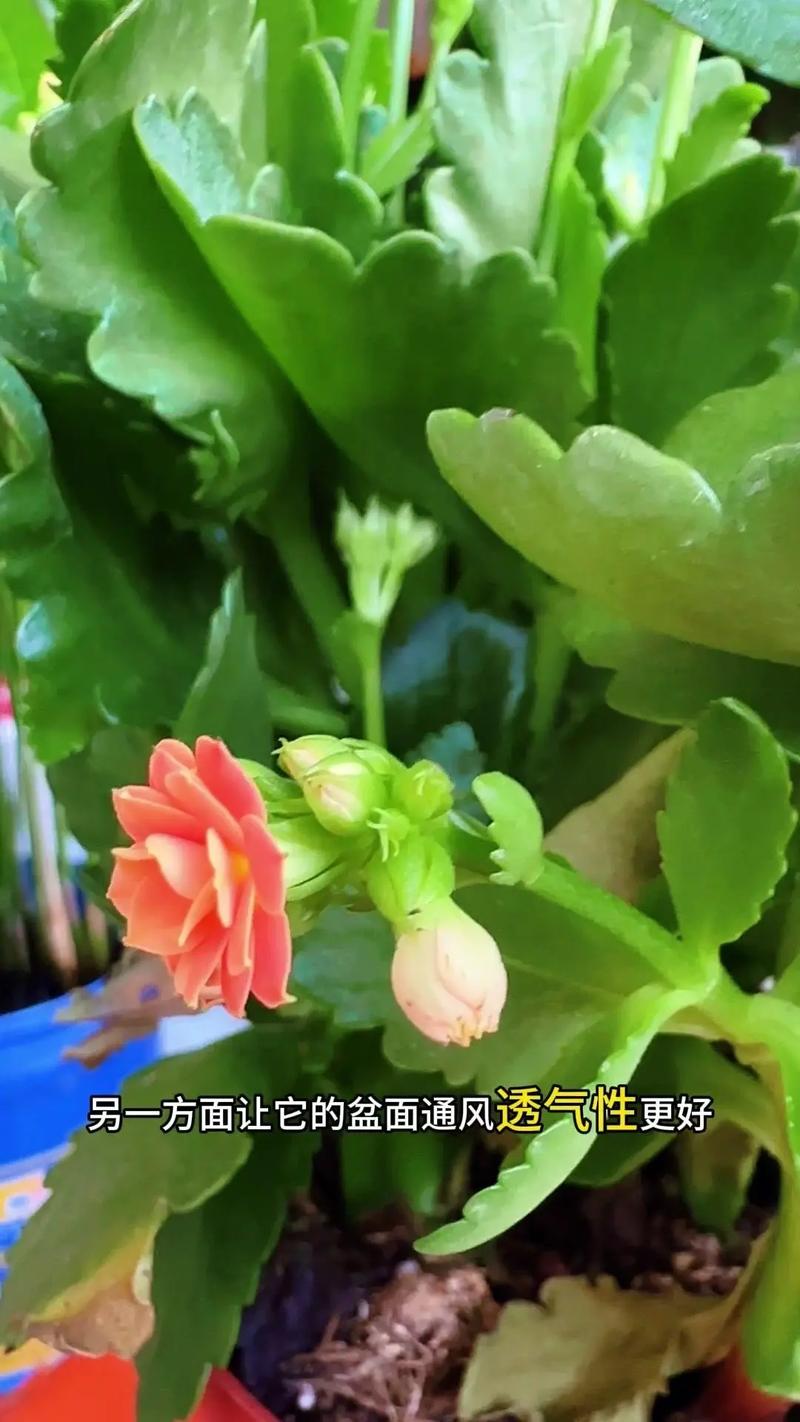 如何使长寿花在圣诞开花？长寿花如何促使开花？-第1张图片-优品飞百科