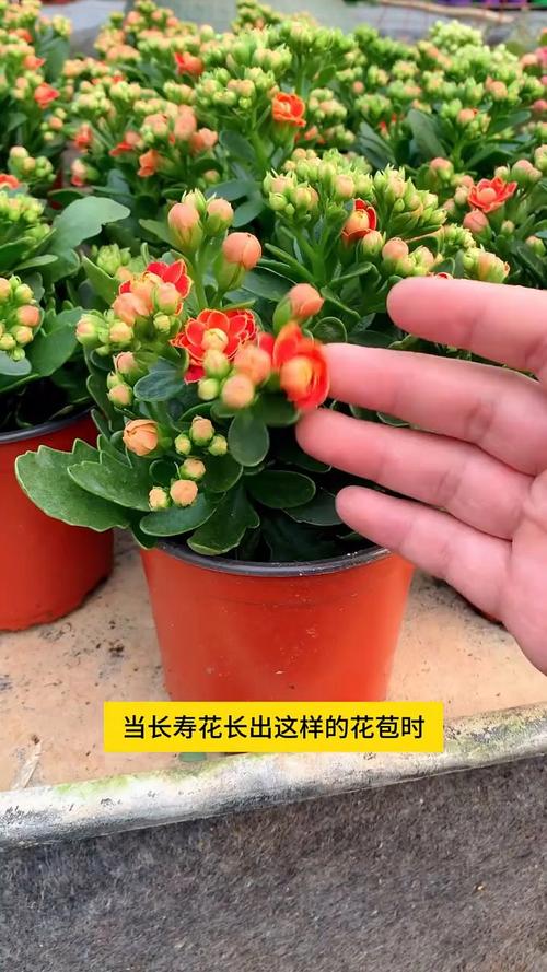 如何使长寿花在圣诞开花？长寿花如何促使开花？-第2张图片-优品飞百科