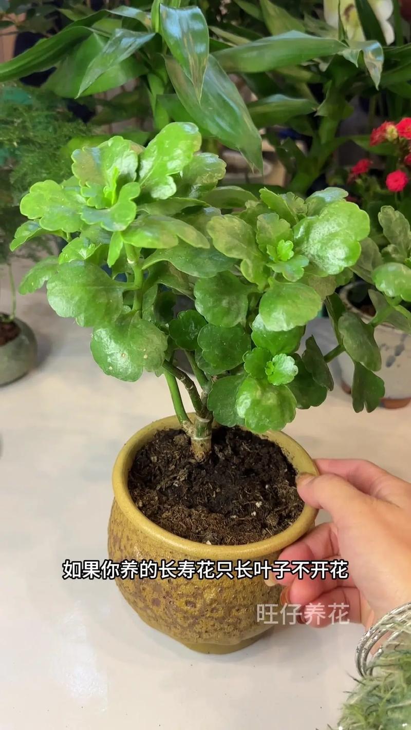 如何使长寿花在圣诞开花？长寿花如何促使开花？-第3张图片-优品飞百科