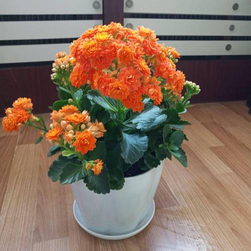 如何使长寿花在圣诞开花？长寿花如何促使开花？-第4张图片-优品飞百科