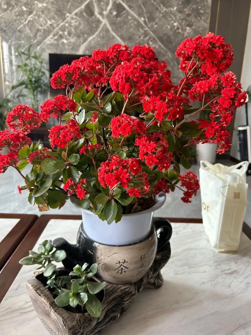 如何使长寿花在圣诞开花？长寿花如何促使开花？-第5张图片-优品飞百科