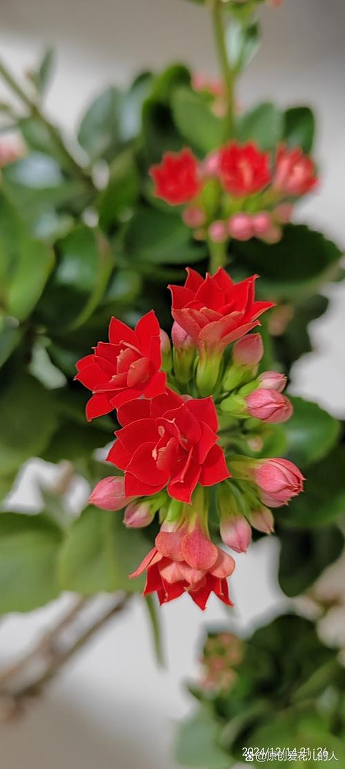 如何使长寿花在圣诞开花？长寿花如何促使开花？-第6张图片-优品飞百科