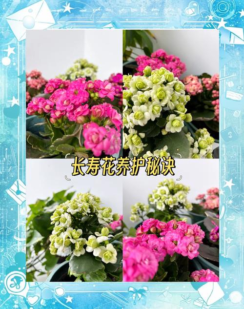 如何使长寿花在圣诞开花？长寿花如何促使开花？-第7张图片-优品飞百科