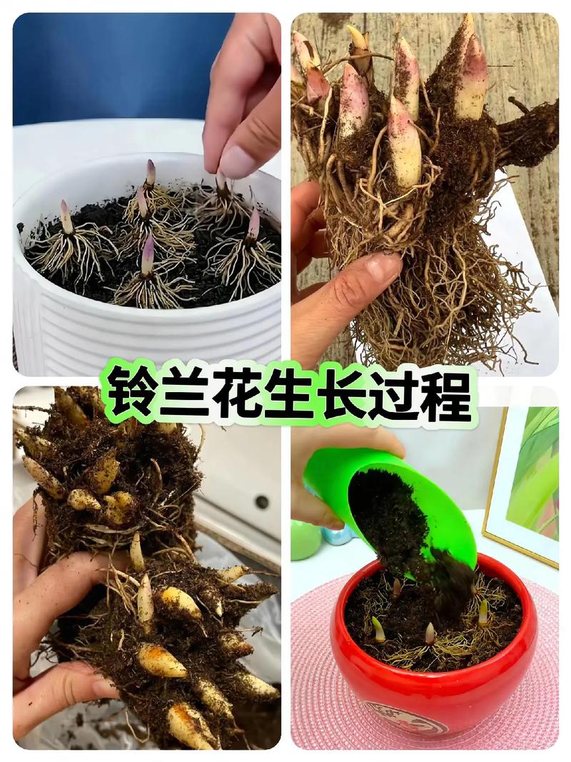 铃兰怎么养开花多，铃兰怎么养开花多又好养-第1张图片-优品飞百科