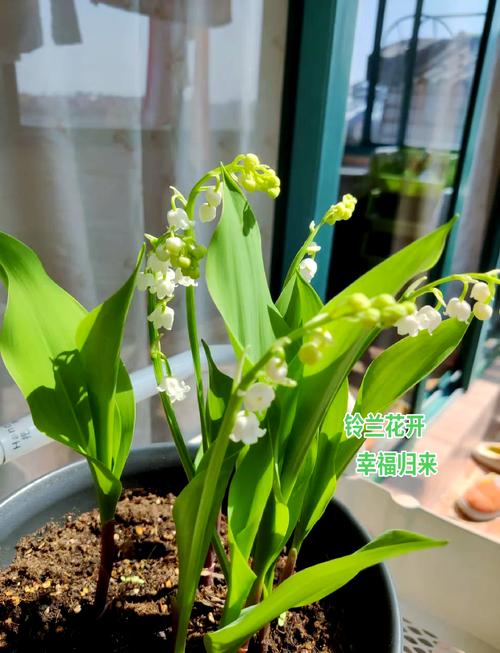 铃兰怎么养开花多，铃兰怎么养开花多又好养-第2张图片-优品飞百科