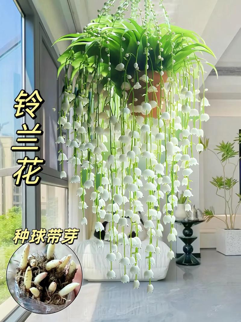 铃兰怎么养开花多，铃兰怎么养开花多又好养-第3张图片-优品飞百科