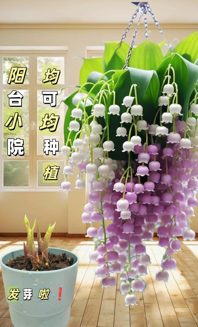 铃兰怎么养开花多，铃兰怎么养开花多又好养-第4张图片-优品飞百科