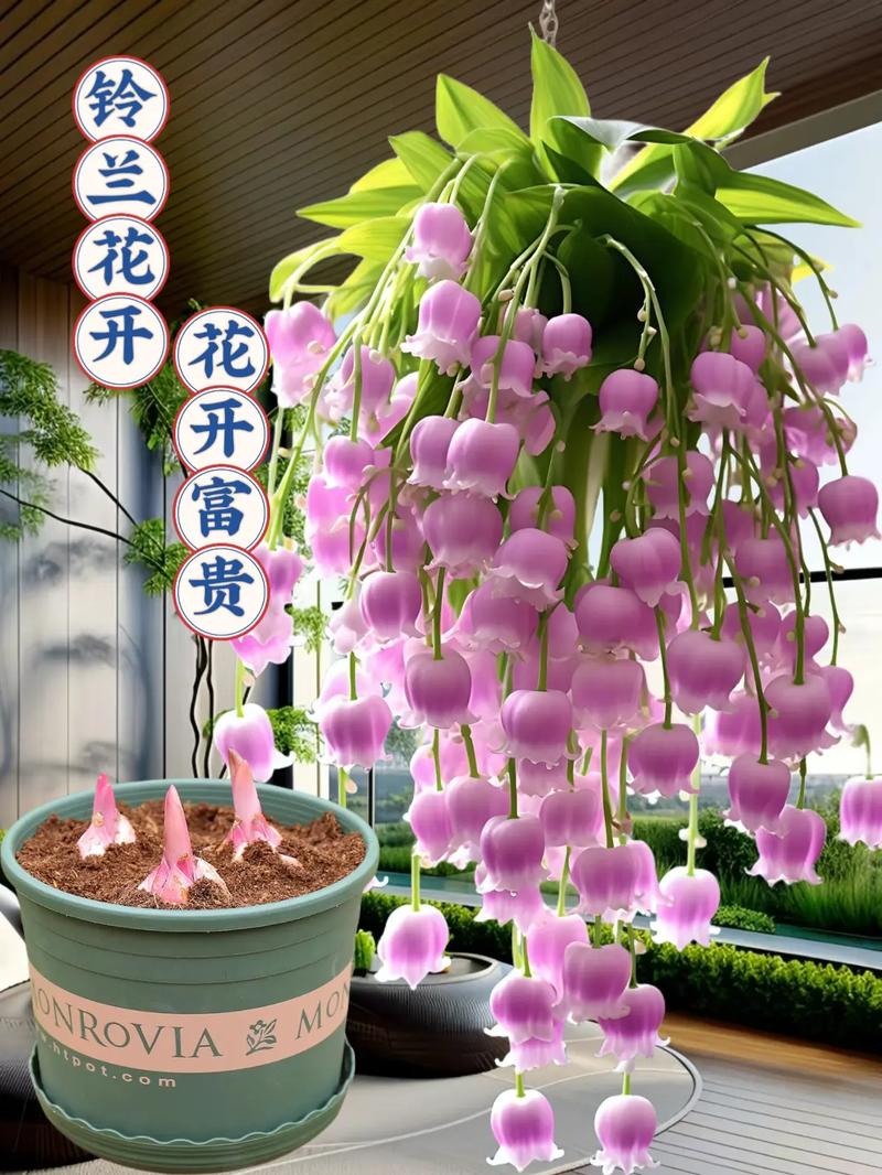 铃兰怎么养开花多，铃兰怎么养开花多又好养-第5张图片-优品飞百科