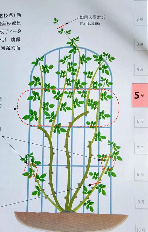 自制爬藤花架,爬藤花怎么搭架子?-第4张图片-优品飞百科 自制爬藤花架,爬藤花怎么搭架子?-第4张图片-优品飞百科