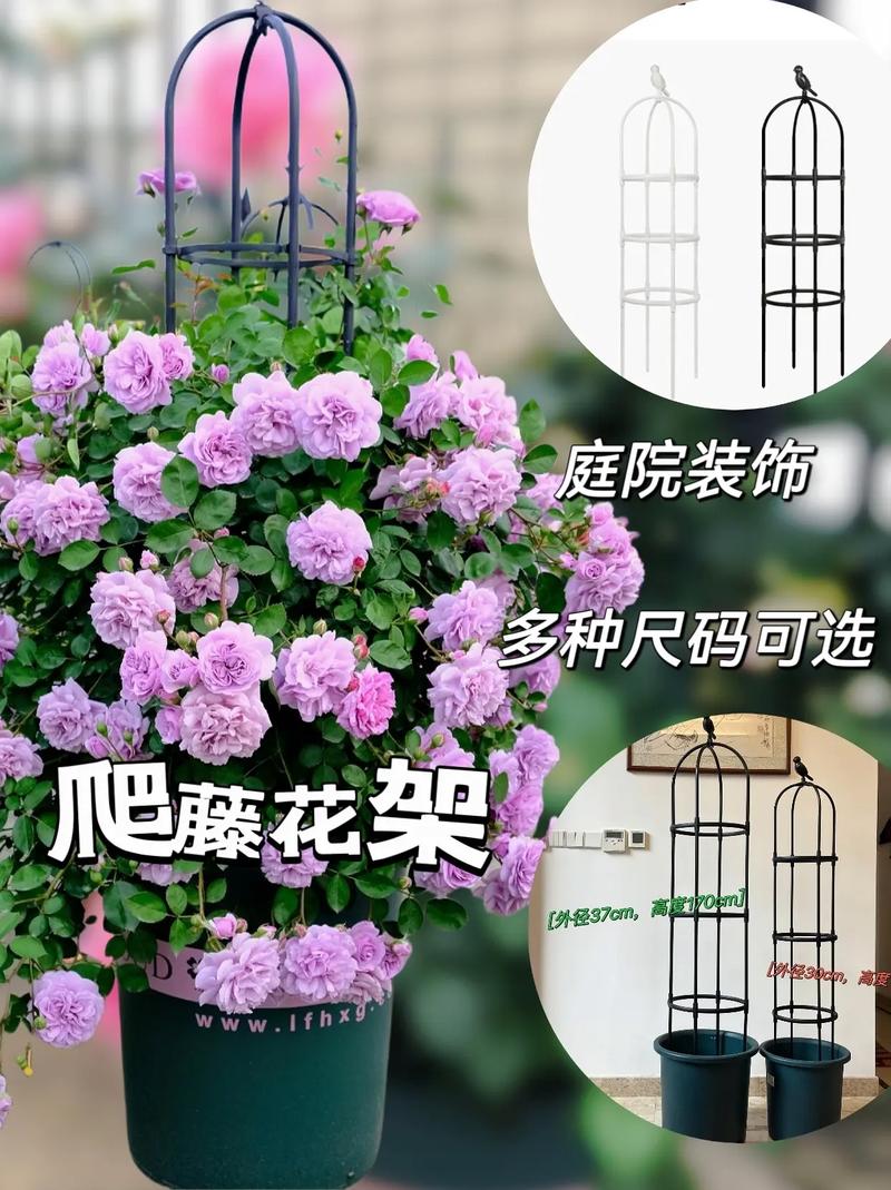 自制爬藤花架,爬藤花怎么搭架子?-第5张图片-优品飞百科 自制爬藤花架,爬藤花怎么搭架子?-第5张图片-优品飞百科