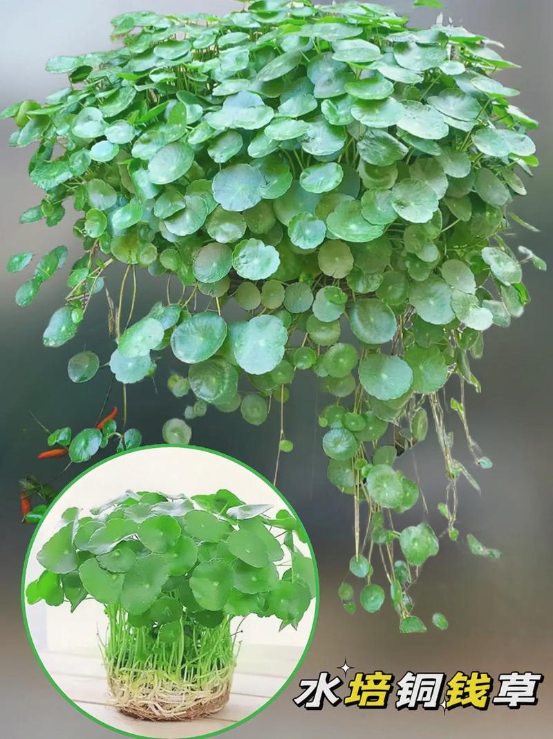 铜钱草水养还是土养好，铜钱草水养和土养哪个更好？