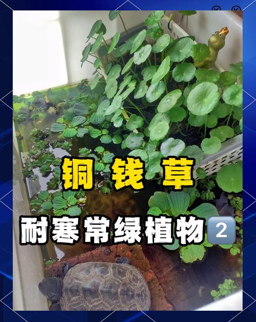 铜钱草水养还是土养好，铜钱草水养和土养哪个更好？-第2张图片-优品飞百科