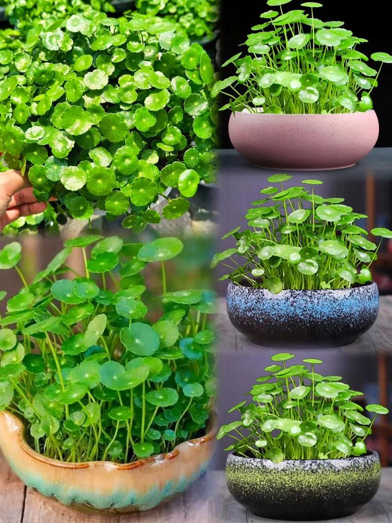 铜钱草水养还是土养好，铜钱草水养和土养哪个更好？-第3张图片-优品飞百科