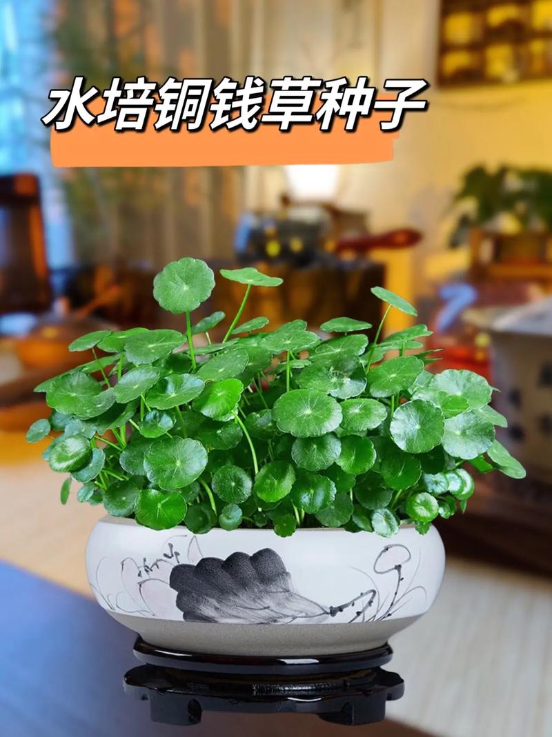 铜钱草水养还是土养好，铜钱草水养和土养哪个更好？-第4张图片-优品飞百科