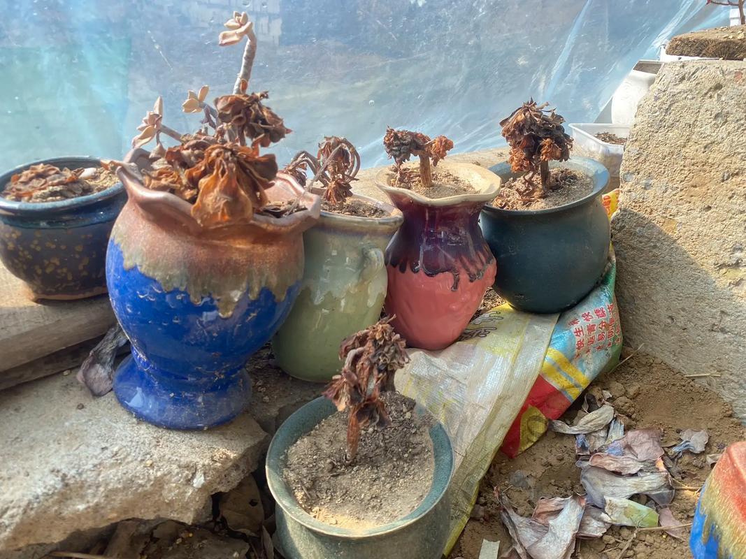 多肉断了还能活吗，多肉断了还能活吗怎么养？-第1张图片-优品飞百科