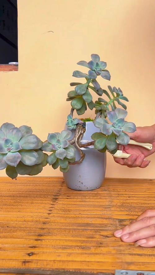 多肉断了还能活吗，多肉断了还能活吗怎么养？-第2张图片-优品飞百科