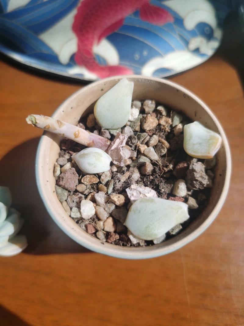 多肉断了还能活吗，多肉断了还能活吗怎么养？-第3张图片-优品飞百科