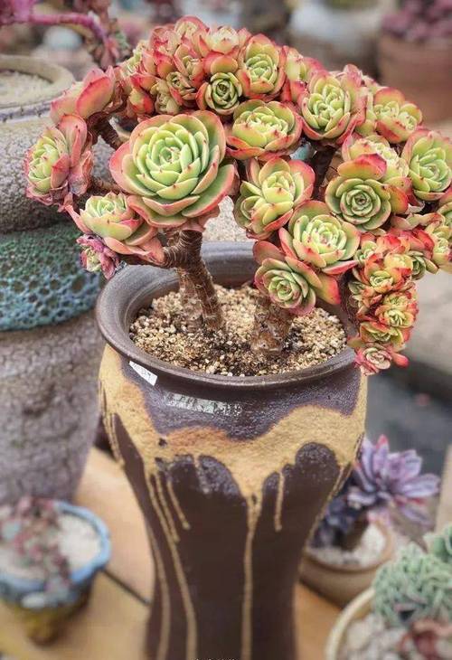 多肉断了还能活吗，多肉断了还能活吗怎么养？-第5张图片-优品飞百科