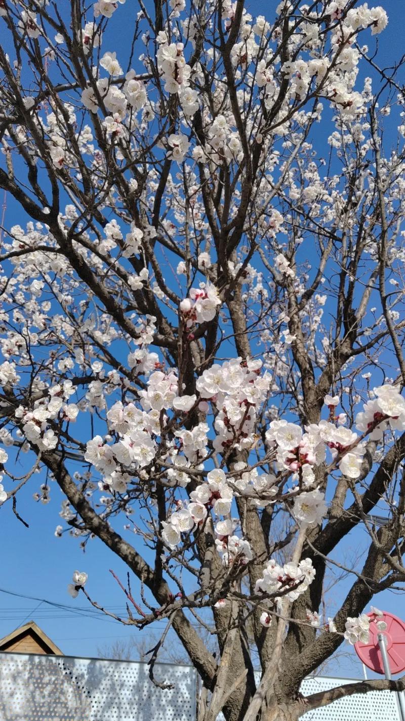 杏树开花了还能浇水吗，杏树开花了还能浇水吗视频？