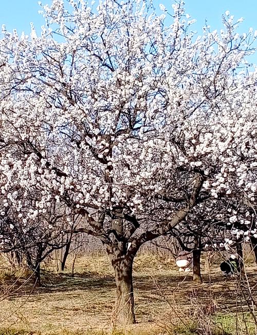 杏树开花了还能浇水吗，杏树开花了还能浇水吗视频？-第2张图片-优品飞百科