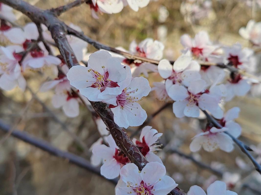 杏树开花了还能浇水吗，杏树开花了还能浇水吗视频？-第3张图片-优品飞百科