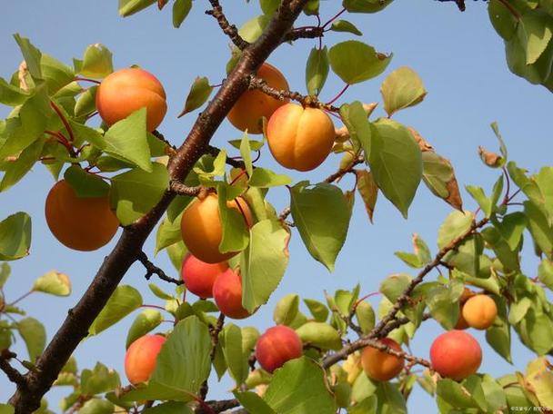 杏树开花了还能浇水吗，杏树开花了还能浇水吗视频？-第4张图片-优品飞百科