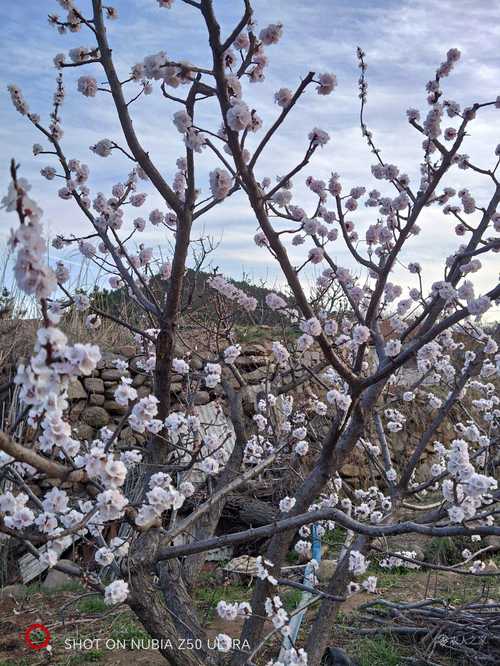 杏树开花了还能浇水吗，杏树开花了还能浇水吗视频？-第5张图片-优品飞百科