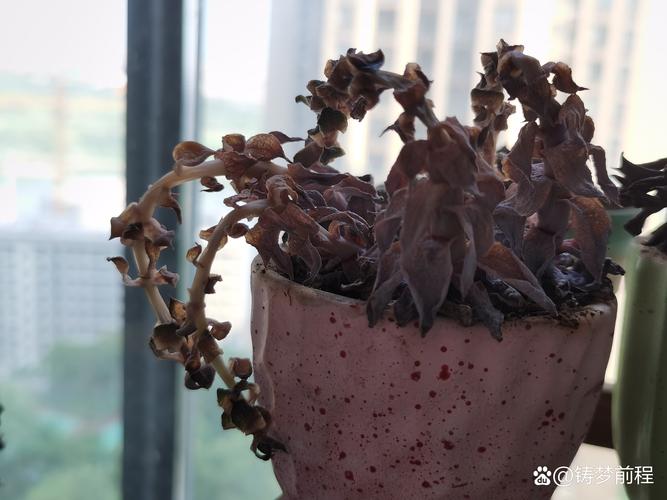 多肉移植后要浇水吗,多肉移植后要浇水吗视频?-第1张图片-优品飞百科 多肉移植后要浇水吗,多肉移植后要浇水吗视频?-第1张图片-优品飞百科