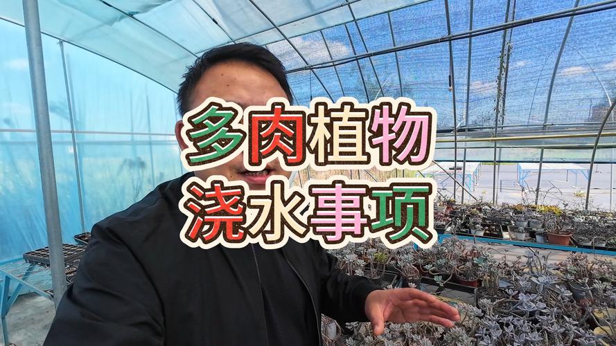 多肉移植后要浇水吗,多肉移植后要浇水吗视频?-第2张图片-优品飞百科 多肉移植后要浇水吗,多肉移植后要浇水吗视频?-第2张图片-优品飞百科
