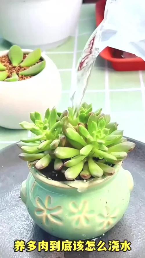 多肉移植后要浇水吗,多肉移植后要浇水吗视频?-第3张图片-优品飞百科 多肉移植后要浇水吗,多肉移植后要浇水吗视频?-第3张图片-优品飞百科
