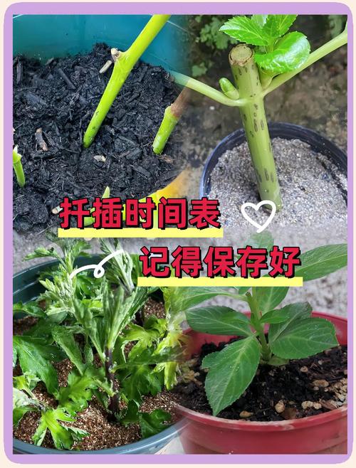 金银花扦插多长时间生根？金银花扦插成活后的移栽注意事项？