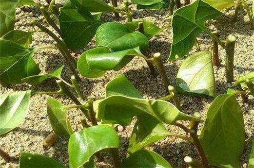 金银花扦插多长时间生根？金银花扦插成活后的移栽注意事项？-第3张图片-优品飞百科