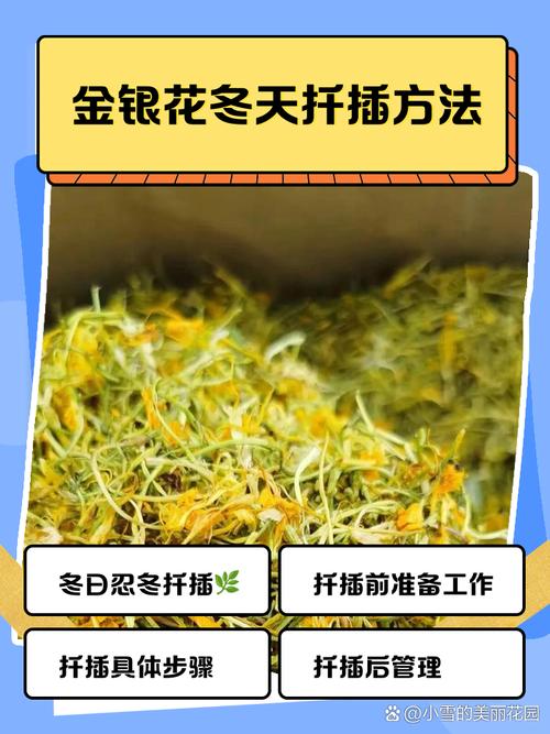 金银花扦插多长时间生根？金银花扦插成活后的移栽注意事项？-第4张图片-优品飞百科