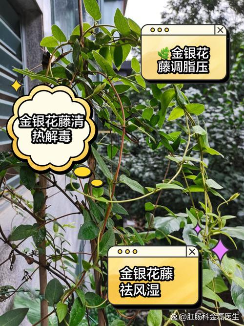 金银花扦插多长时间生根？金银花扦插成活后的移栽注意事项？-第5张图片-优品飞百科