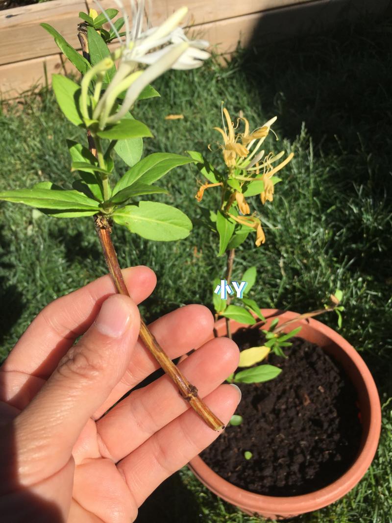 金银花扦插多长时间生根？金银花扦插成活后的移栽注意事项？-第7张图片-优品飞百科