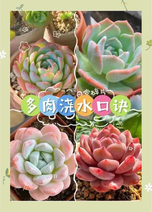 多肉植物多久浇一次水？多肉多久浇一次水新手入门教程？-第3张图片-优品飞百科