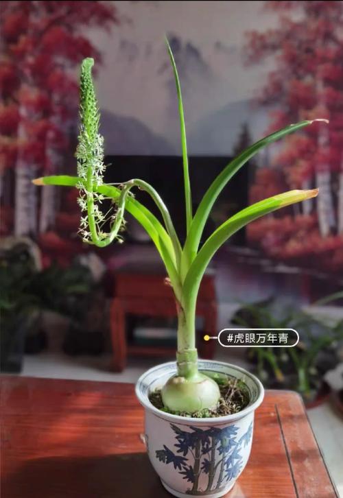 虎眼万年青种子怎么种？虎眼万年青种球什么时候种？-第1张图片-优品飞百科