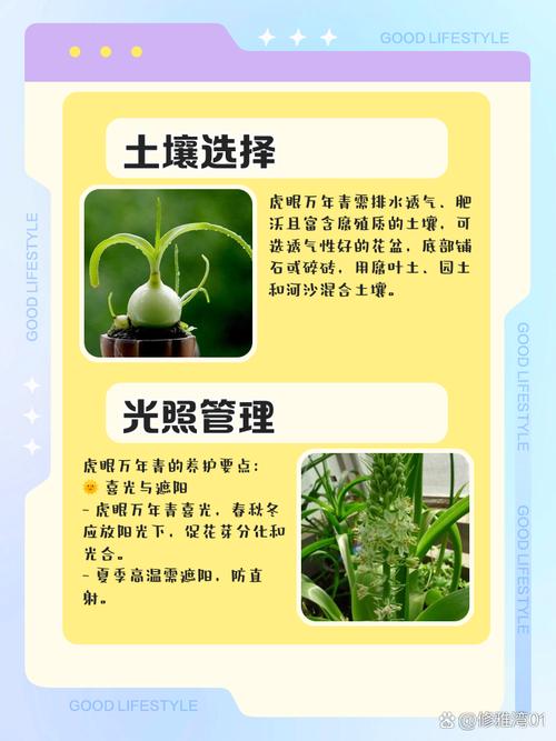 虎眼万年青种子怎么种？虎眼万年青种球什么时候种？-第2张图片-优品飞百科